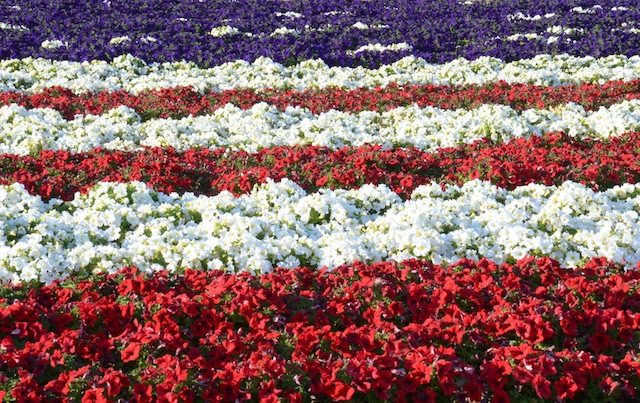 flower-fields-san-diego