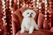 Cute puppy in Valentine's Day themed wedding shoot.